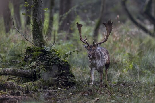 Rutting sites of fallow deer (Dama dama) are often located in dense forest areas that are difficult to see, fortunately this one is in an open alder swamp, rut, mating season, deer rut, autumn, October, Germany