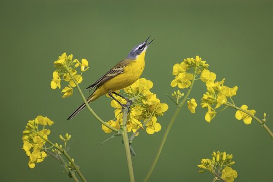 A yellow wagtail sits in spring in a flowering rape field near Frankfurt am Main, Frankfurt am Main, Hesse, Germany
