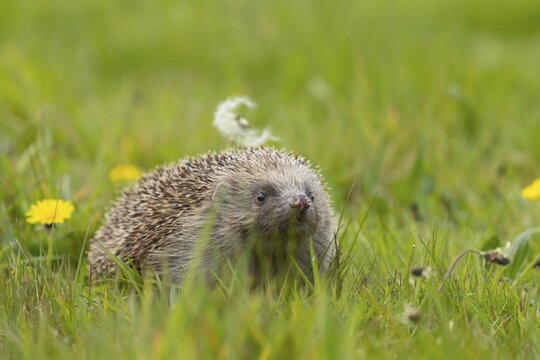 European hedgehog (Erinaceus europaeus) adult animal on a springtime meadow, Suffolk, England, United Kingdom
