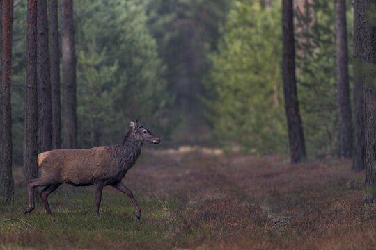 About a fortnight ago, the red deer (Cervus elaphus) shed its antlers, shedding time, antler loss, March, Germany
