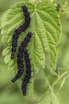Peacock butterfly (Aglais io, syn.: Inachis io, Nymphalis io), caterpillar feeding on a nettle leaf, Blankenheim, North Rhine-Westphalia, Germany