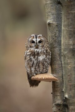 Tawny owl (Strix aluco) adult bird on a Bracket fungi on a Silver birch tree trunk in a woodland in the autumn, England, United Kingdom