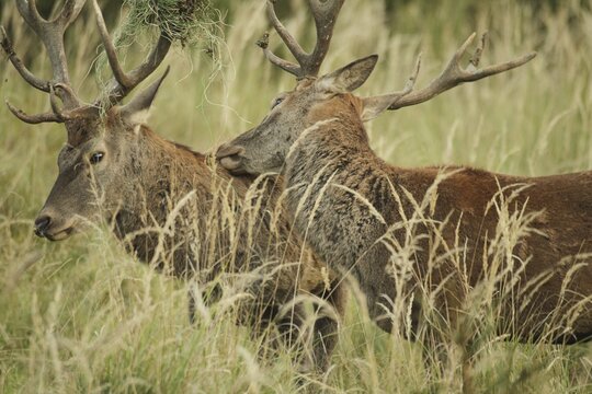 Red deer (Cervus elaphus) rutting deer, the left one with wire in left antler bar, being licked by another deer, Allg&auml;u, Bavaria, Germany, Allg&auml;u, Bavaria, Germany
