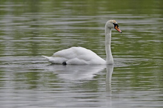 Mute Swan (Cygnus olor) on lake