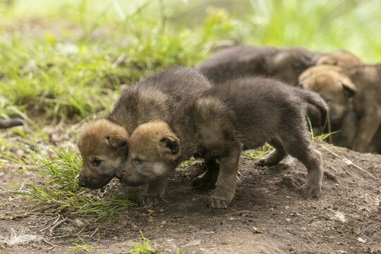 Two wolf pups standing close together and looking curiously ahead, European grey gray wolf (Canis lupus)