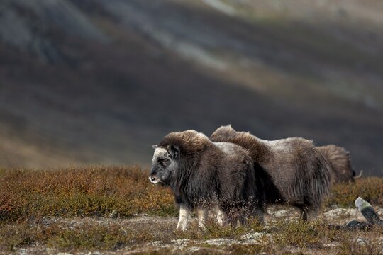 The musk ox calves (Ovibos moschatus) keep looking at the adult animals, eye contact is reassuring and can ensure survival in the event of an attack by wolves (Canis lupus), autumn, Ruska, autumn colours, Tundra landscape, Norway