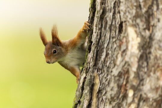 Eurasian red squirrel (Sciurus vulgaris) on a tree trunk, wildlife, Germany