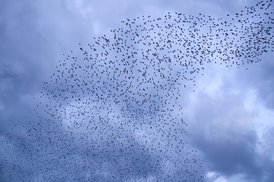 Starlings (Sturnus vulgaris) gather over the roost, autumn migration, spring migration, bird migration, assembly point, flight formation, storm, thunderstorm, Germany