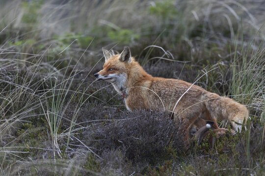 The red fox (Vulpes vulpes) has visibly calmed down and in the next few minutes she only rarely looks in our direction while suckling, rearing young, baby animals, cute, May, Denmark