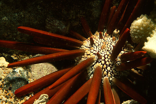 Pencil urchin tucked into reef crevice.