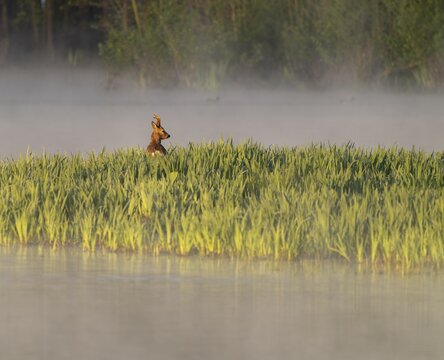 Roe deer (Capreolus capreolus), roebuck standing in a wet meadow, in a wetland biotope at a lake, morning mist, warm morning light, wildlife, Lower Saxony, Germany