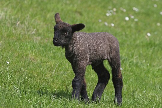 Sheep (Ovis ammon f.aries), black lamb, Schleswig-Holstein, Germany