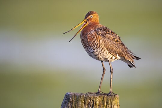 Black-tailed Godwit (limosa limosa) in a wet meadow, perching, calling, Lake D&uuml;mmer, Lembruch, Lower Saxony, Germany