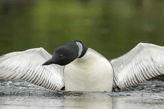 Common loon. (Gavia) immer. A loon lands on a lake with outstretched wings