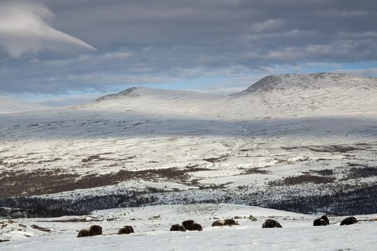 A group of musk oxen (Ovibos moschatus) rests relaxed in the winter tundra, for an observer such behaviour should always be something special, because the animals signal great confidence, winter, snow, cold, tundra landscape, October, Norway