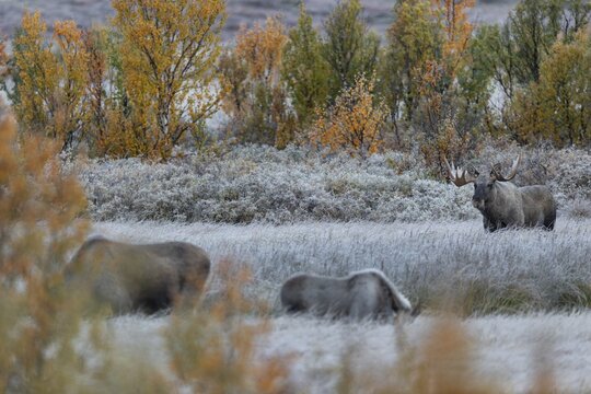 After a few minutes have passed, the moose calf joins the mother, the moose shoveler (Alces alces) keeps its distance and observes the action, hoarfrost, autumn, Ruska, rut, moose rut, Norway