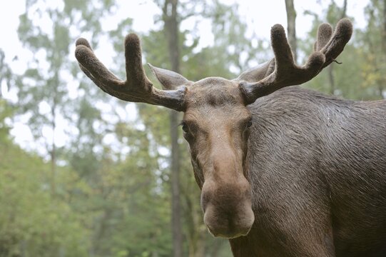 Eurasian elk (Alces alces alces), bull elk, portrait, captive, Germany