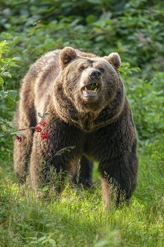 Brown bear (Ursus arctos) standing in a forest clearing and eating grass, captive, Bavarian Forest National Park, Bavaria, Germany