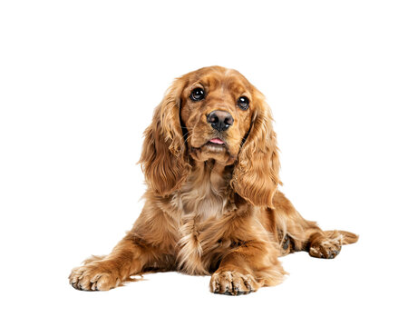 Golden cocker spaniel puppy lying down, isolated on png transparent background isolated on a transparent background