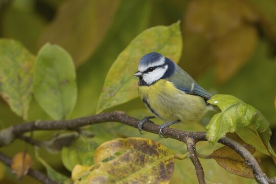 Blue tit (Cyanistes caeruleus) adult garden bird in a Magnolia tree with autumn colour leaves, England, United Kingdom
