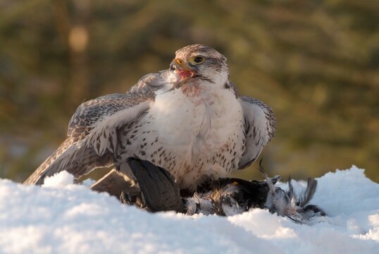 Lanner Falcon (Falco biarmicus) with prey, Schwaz, Tyrol, Austria, Europe