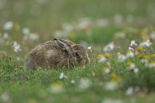 Brown hare (Lepus europaeus) juvenile leveret animal feeding amongst wildflowers in the summer, Suffolk, England United Kingdom