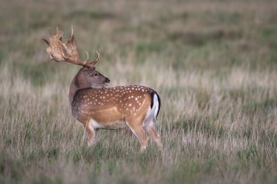 Fallow deer (dama dama), Klamptenborg, Copenhagen, Denmark