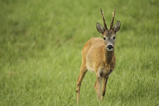 European roe deer (Capreolus capreolus) buck in red summer coat on meadow, Lower Austria, Austria