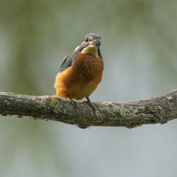 Kingfisher (Alcedo atthis) sitting on an old branch, perch and looking for prey, Lower Saxony, Germany