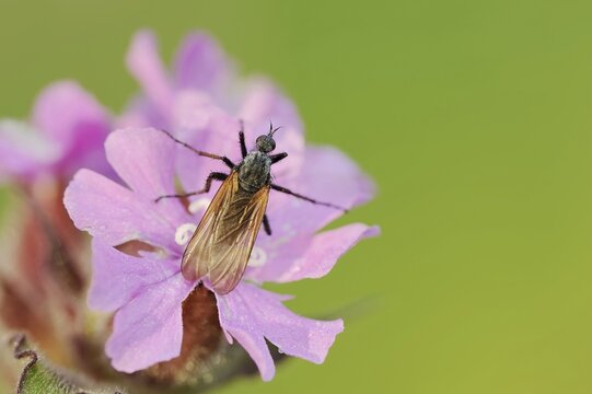 Empis tessellatav (Empis tessellata) on a flower of the red campion (Silene dioica), flowers, North Rhine-Westphalia, Germany