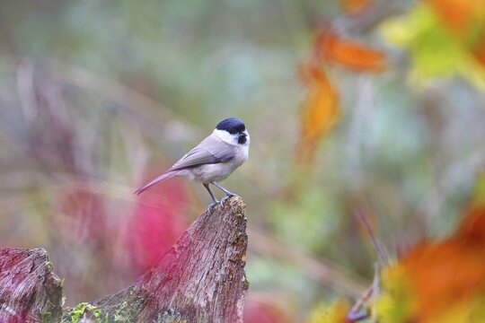 Marsh tit (Parus palustris) sitting on a root, Hesse, Germany