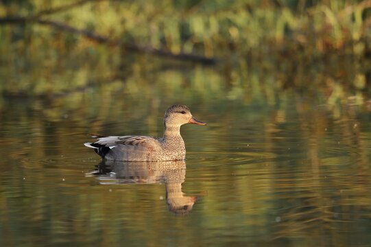 Gadwall (Mareca strepera, Anas strepera), swimming drake, North Rhine-Westphalia, Germany