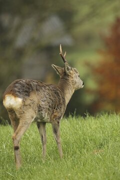 European roe deer (Capreolus capreolus) buck in winter coat with one set of antlers, the other already shed, Allg&auml;u, Bavaria, Germany