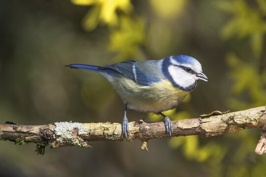 Blue tit (Parus caeruleus) sitting on a branch surrounded by yellow forsythia flowers in a natural environment, Baden-W&uuml;rttemberg, Germany