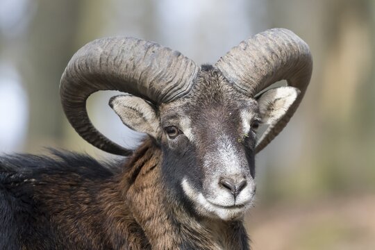European mouflon (Ovis orientalis musimon), portrait, Vulkaneifel, Eifel, Rhineland-Palatinate, Germany