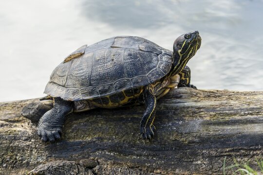 Red-eared slider turtles (Trachemys scripta elegans, Pseudemys scripta elegans) on a branch in a pond, France