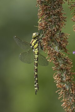 Southern hawker dragonfly (Aeshna cyanea) adult insect on a Buddleia plant flower in the summer, England, United Kingdom