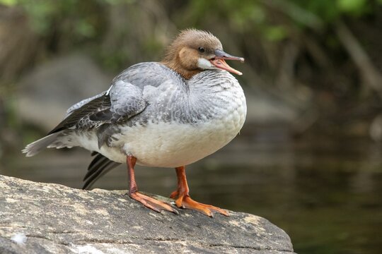 Common merganser. Mergus merganser. A female stands a rock. Lake Wapizagonke. La Mauricie national park. Province of Qu&eacute;bec. Canada