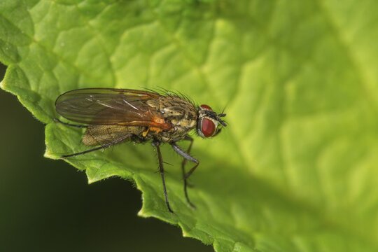 A flower fly (Anthomyiidae) sitting on a large green leaf, Baden-W&uuml;rttemberg, Germany