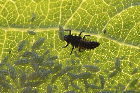 Harlequin ladybird or ladybug (Harmonia axyridis) adult insect larva and Plum aphid (Hyalopterus pruni) aphids on a plum tree leaf in summer, England, United Kingdom
