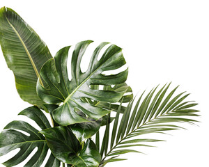 Lush green tropical leaves arrangement isolated on png transparent background isolated on a transparent background © PNG Studio 99