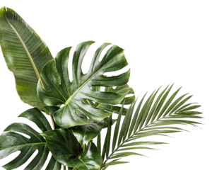 Fototapete Tropisch Lush green tropical leaves arrangement isolated on png transparent background isolated on a transparent background  © PNG Studio 99