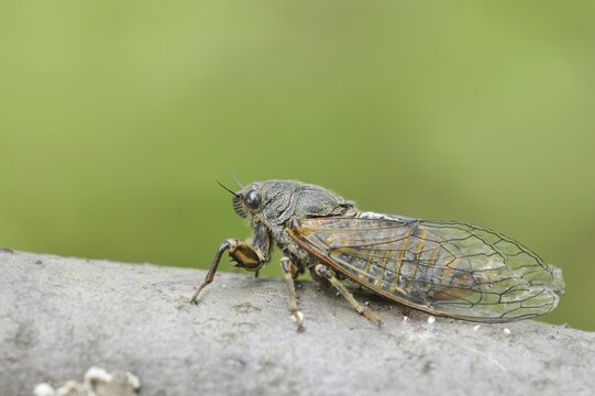 Mountain cicada or mountain cicada (Cicadetta montana), Kaiserstuhl, Baden-W&uuml;rttemberg, Germany