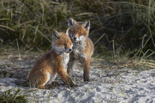 While observing these three red fox cubs (Vulpes vulpes), I noticed that none of the young foxes were put under more pressure by their siblings, everything made a fair and balanced impression, rearing cubs, animal cubs, cute, playful, fighting, May, Denmark