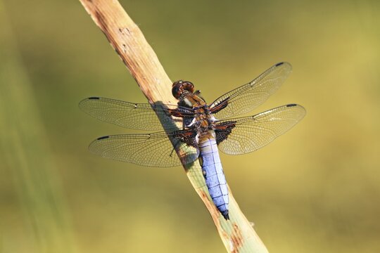 Broad-bodied Chaser (Libellula depressa), perched on a blade