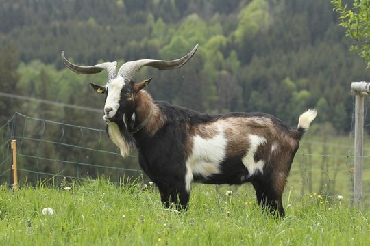 Domestic goat (Capra aegagrus hircus) 3, 5 year old buck, highly endangered species, Allg&auml;u, Bavaria, Germany