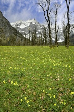 The Gro&szlig;er Ahornboden in spring, blooming primroses, Gro&szlig;er Ahornboden, Karwendelgebirge, Tyrol, Austria
