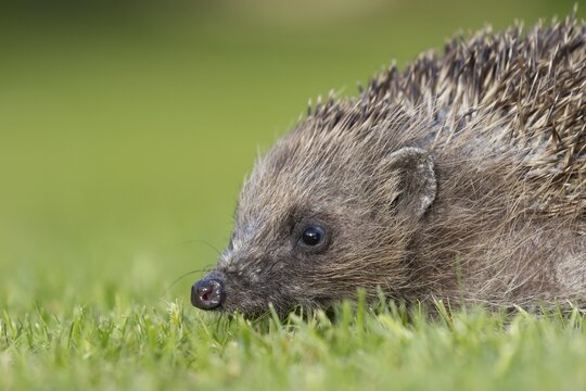 European hedgehog (Erinaceus europaeus) adult animal on a garden grass lawn in spring, England, United Kingdom
