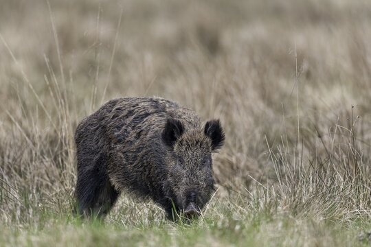 It is often claimed that the sense of sight of the wild boar (Sus scrofa) is not particularly pronounced, my observations cannot confirm this statement, in any case one should not underestimate the visual ability of these animals, Denmark