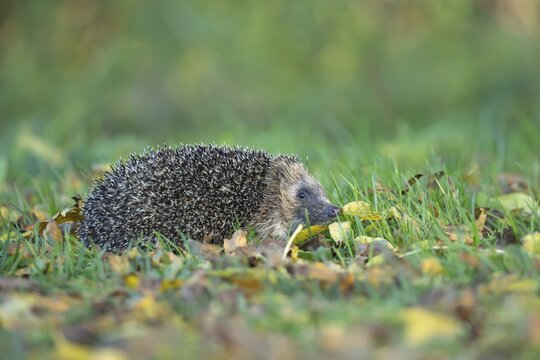European hedgehog (Erinaceus europaeus) adult animal walking on fallen autumn leaves on a garden lawn, England, United Kingdom